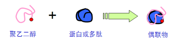 PEG修饰 PEG修饰