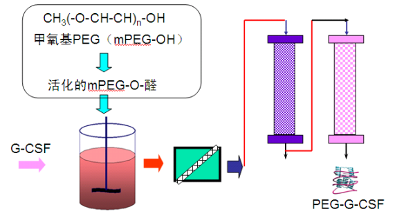 PEG醛制备单修饰的药用蛋白 PEG醛制备单修饰的药用蛋白