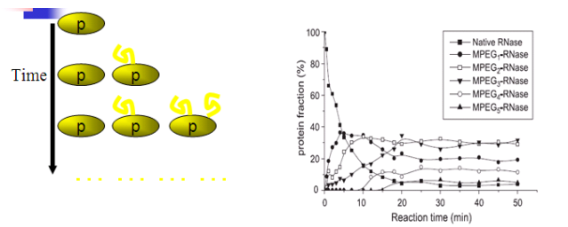 PEG修饰工艺的优化 PEG修饰工艺的优化