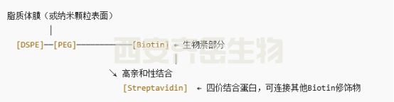 DSPE-PEG-BIOTIN 和链霉亲和素反应原理