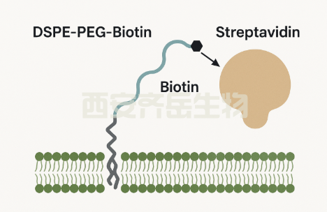 DSPE-PEG-BIOTIN 和链霉亲和素反应原理