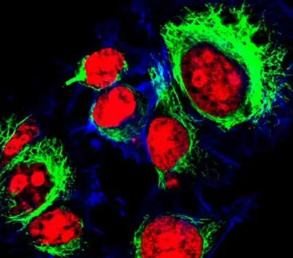 罗丹明-d-lys 罗丹明-d-lys